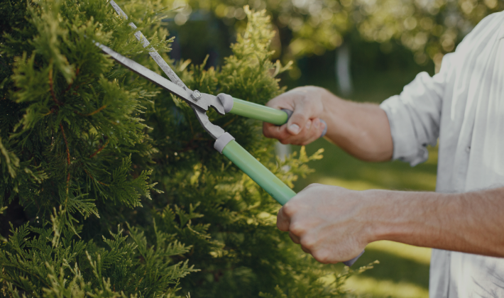 Pruning